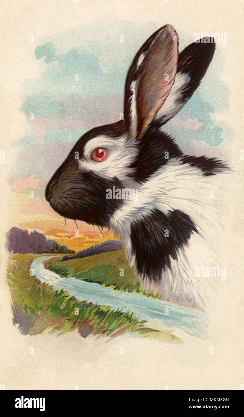Two-Colored Bunny Stockfoto
