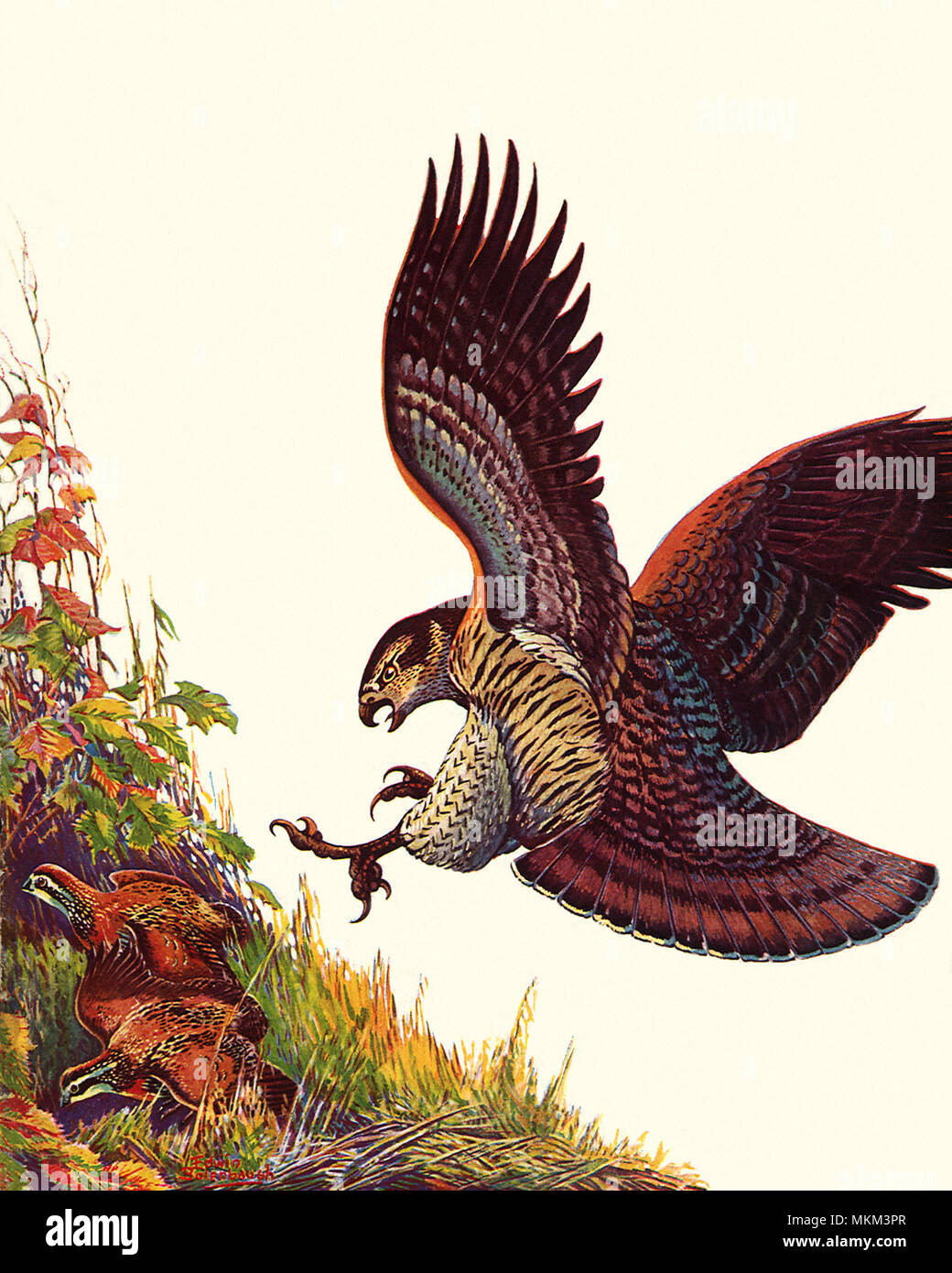 Bird Of Prey Stockfoto