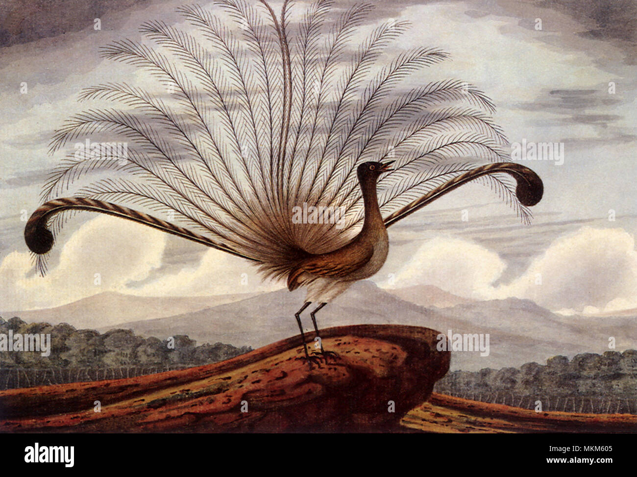 Lyra Vogel Stockfoto