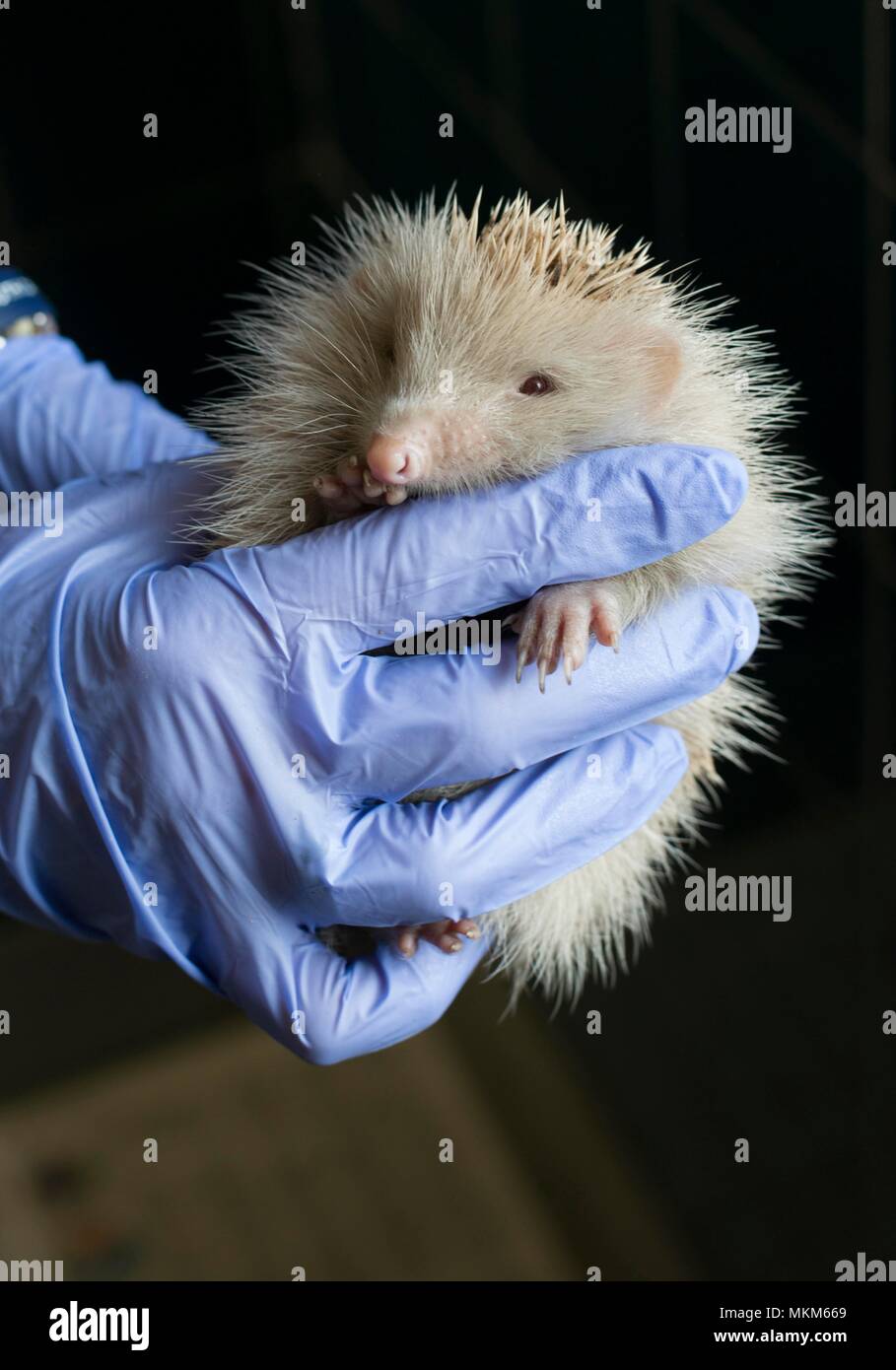 Seltene Albino Igel gebracht in Eiche und Furchen Wildlife Hospital, Cricklade, Wiltshire. Stockfoto