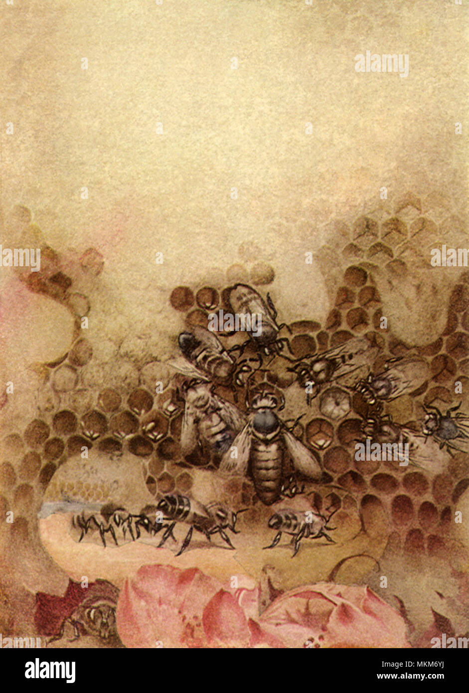 Honig biene insekten illustration bugs bienenhonig -Fotos und ...