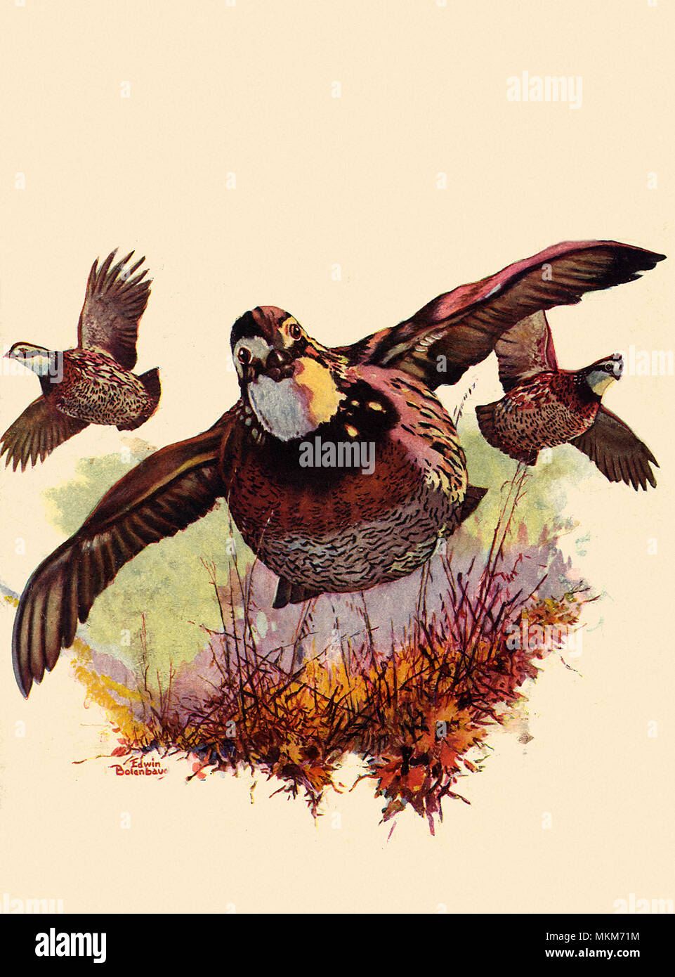 Dreieckige Form Fliegen Stockfoto