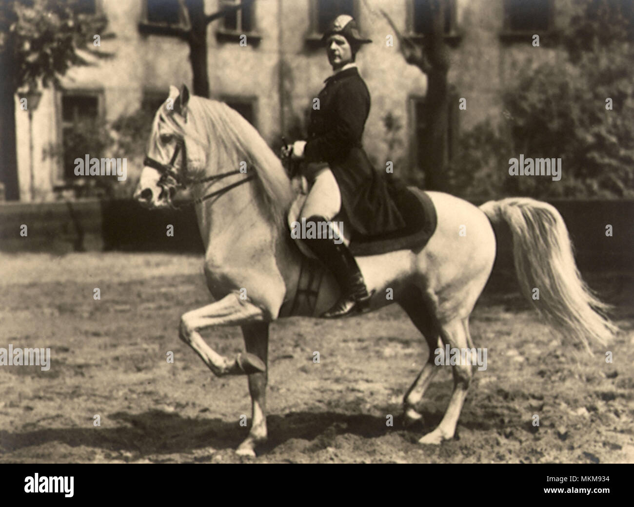 Stimulation der Pferd Stockfoto