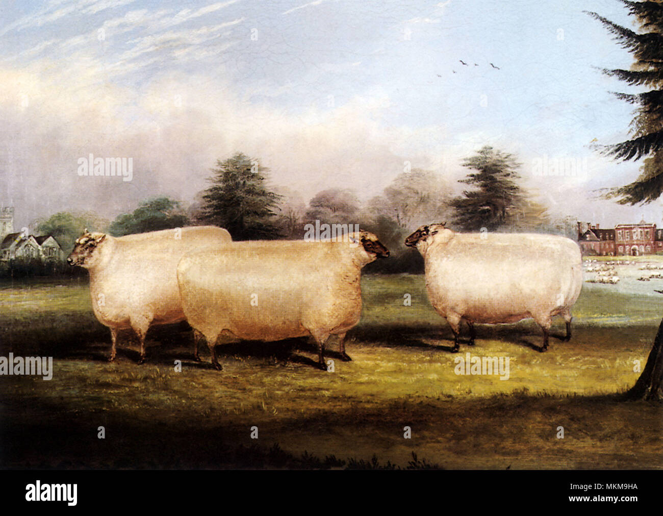 Drei Schafe im Land Stockfoto