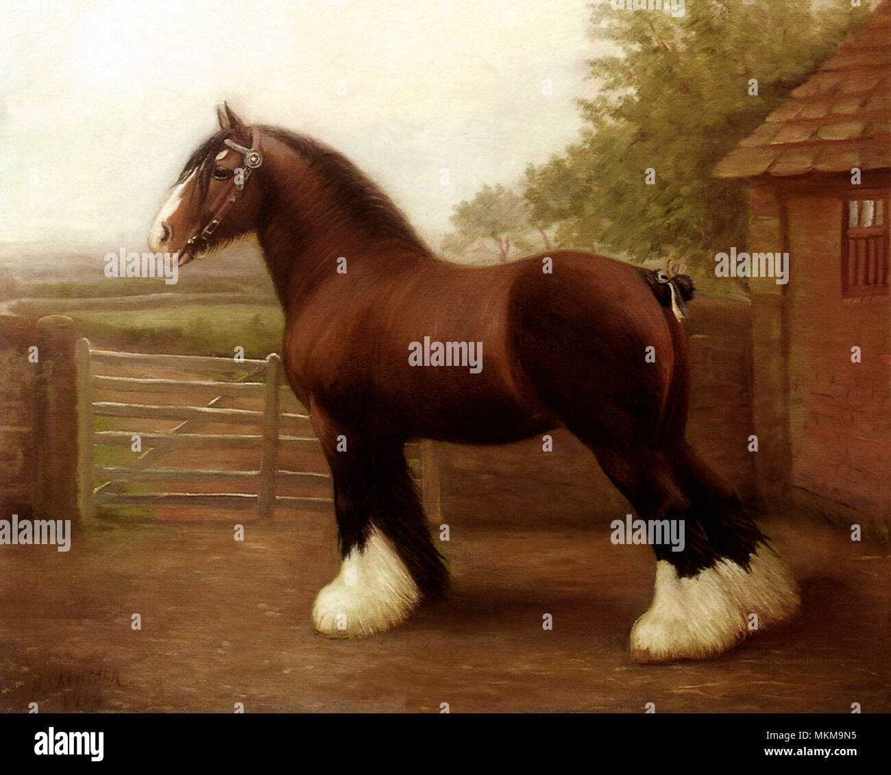 Lymm Lucky Kop, ein Shire Horse Stockfoto