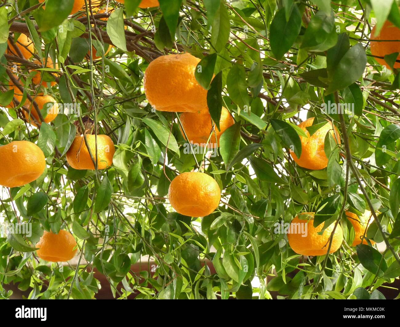 Albero carico di bei mandarini coltivati in Sicilia, Sizilien, Italien Stockfoto