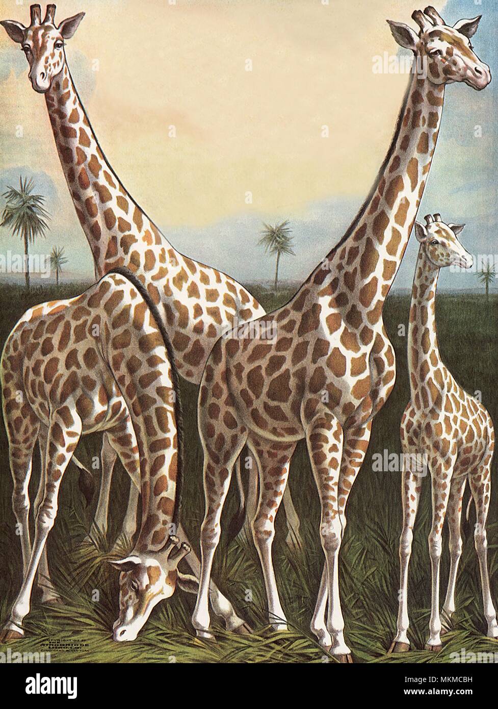 Vier Giraffen Stockfoto