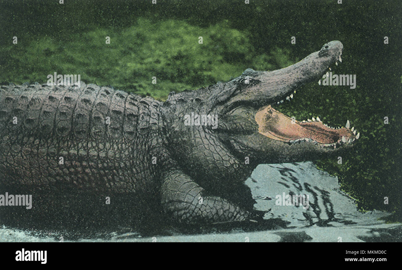 Alligator mit offenen Backen Stockfoto