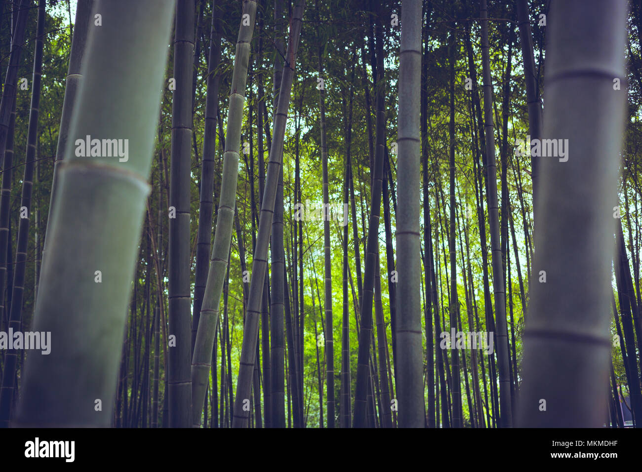 Bambuswald in China, Hintergrund. Stockfoto