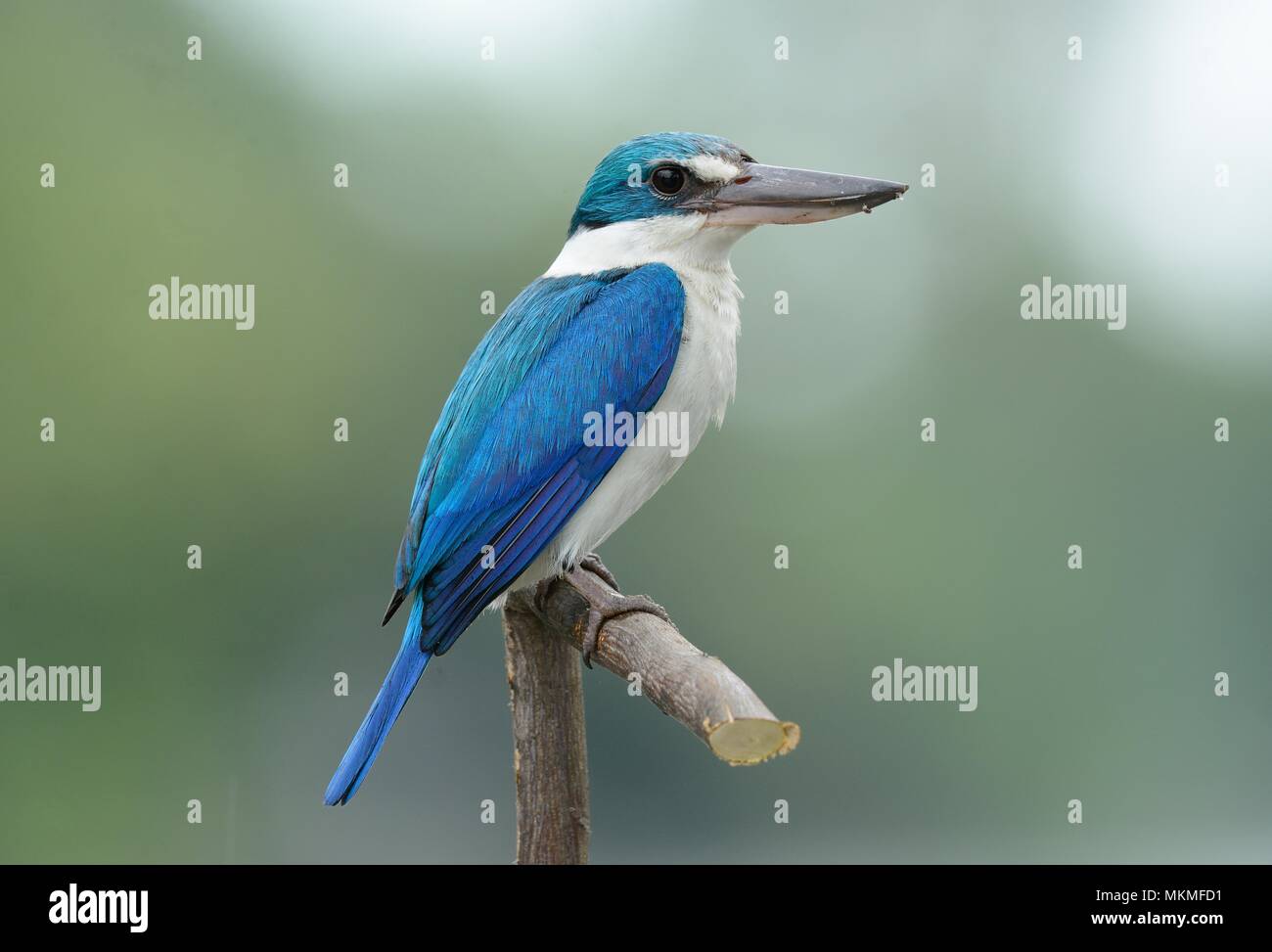 Schöne Collared Kingfisher (Todiramphus Chloris) in Thai Wald Stockfoto