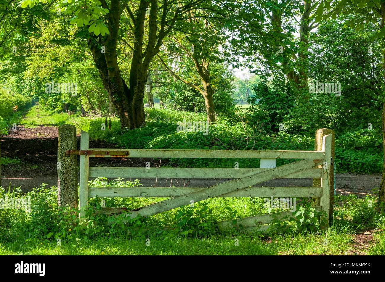 Woodland glade. Fünf bar Farm gate Stockfoto
