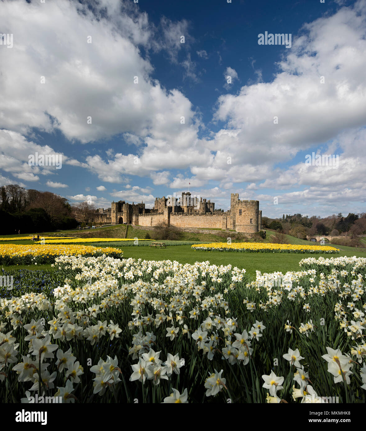 Alnwick Castle im Frühjahr gesehen über die Narzissen, Alnwick, Northumberland, North East England, Vereinigtes Königreich Stockfoto