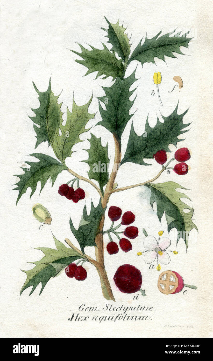 Stechpalme, Holly, Englisch Holly, Europische Stechpalme, oder Weihnachten  Ilex aquifolium Stechpalme <>, G Geldweg 1850 Stockfotografie - Alamy