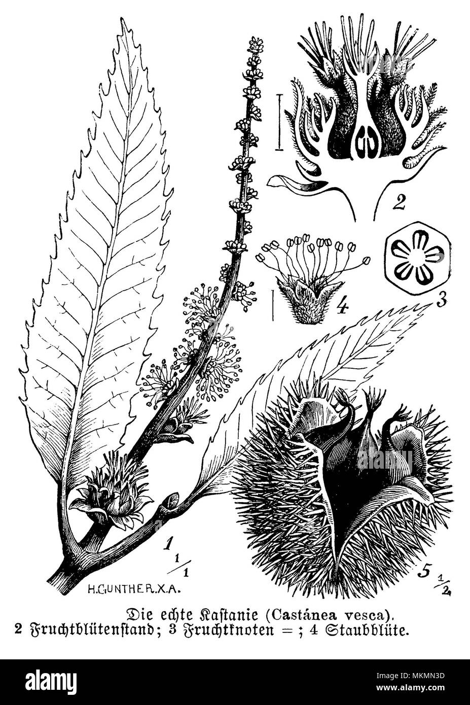 Sweet Chestnut Castanea sativa <> mit Blumen und Obst, H. Günther X.A. Stockfoto
