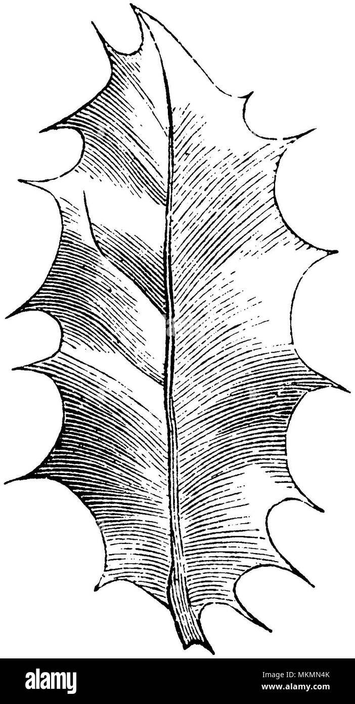 Stechpalme, Holly, Englisch Holly, Europische Stechpalme, oder Weihnachten  Ilex aquifolium Stechpalme <> Blatt, anonym Stockfotografie - Alamy