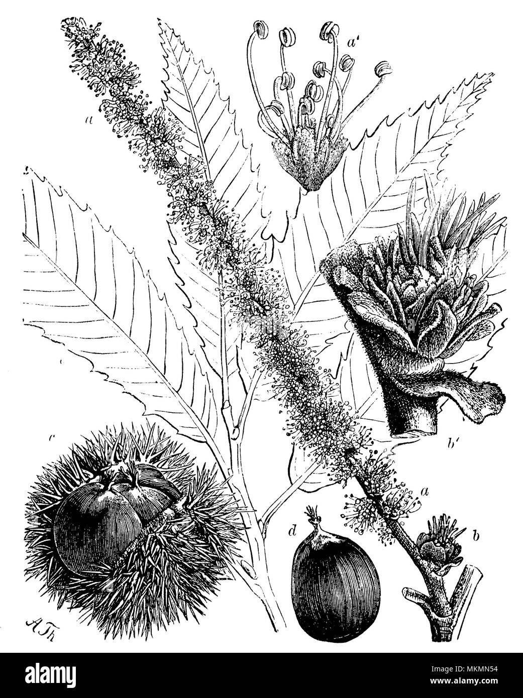 Sweet Chestnut Castanea sativa <>, Kastanien, Maronen: Branche, ein Th Stockfoto