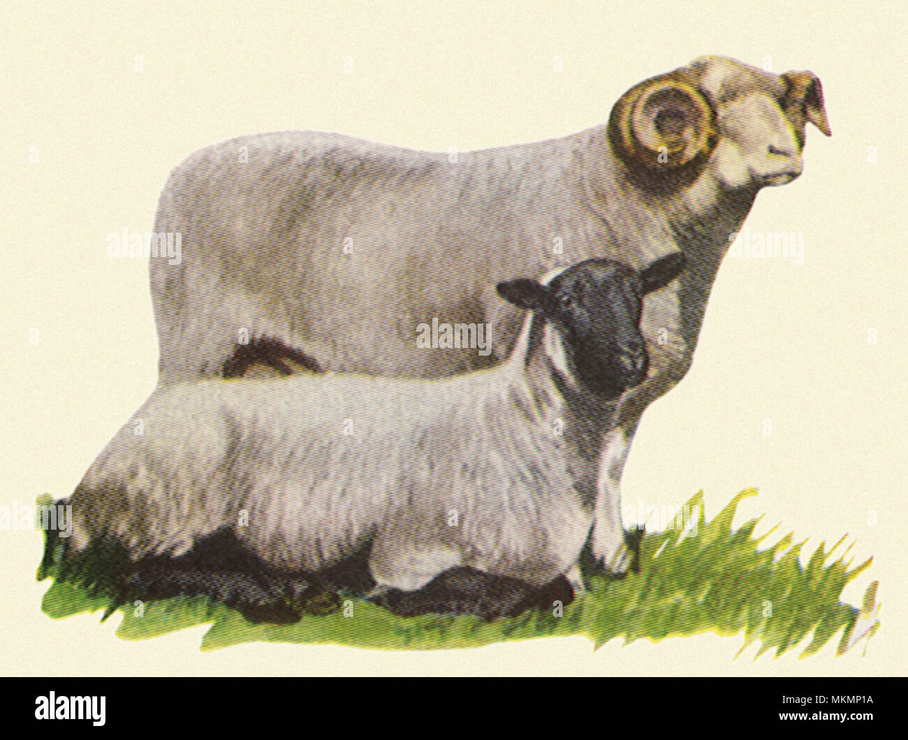 Zwei Schafe Stockfoto