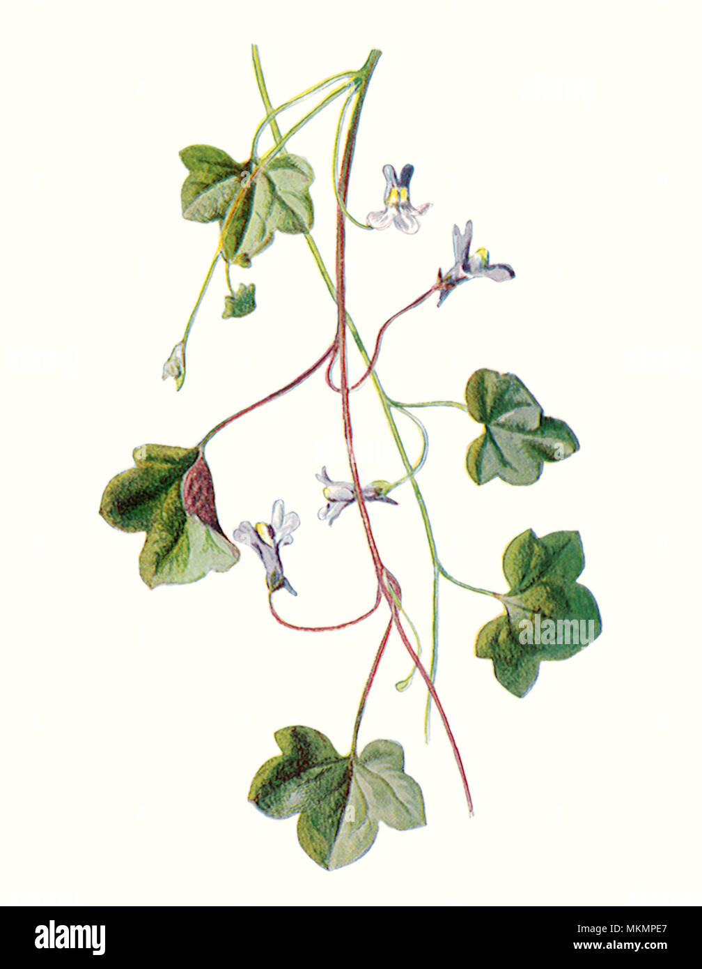 Ivy-Leaved Kröte Flachs Stockfoto