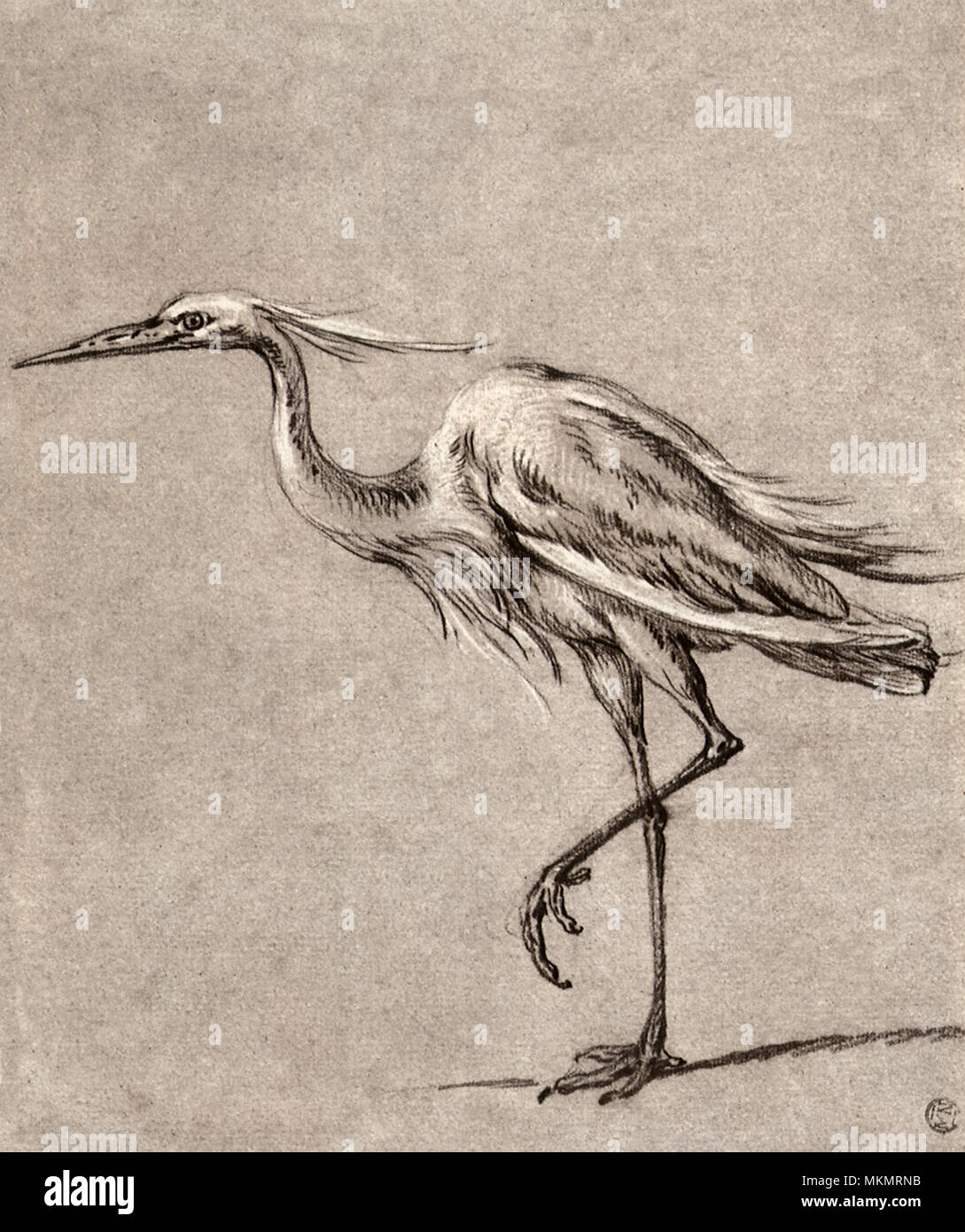 Ständigen Heron Stockfoto