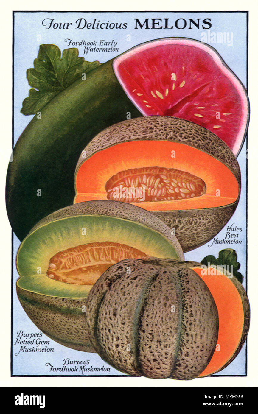 Vier Melonen Stockfoto