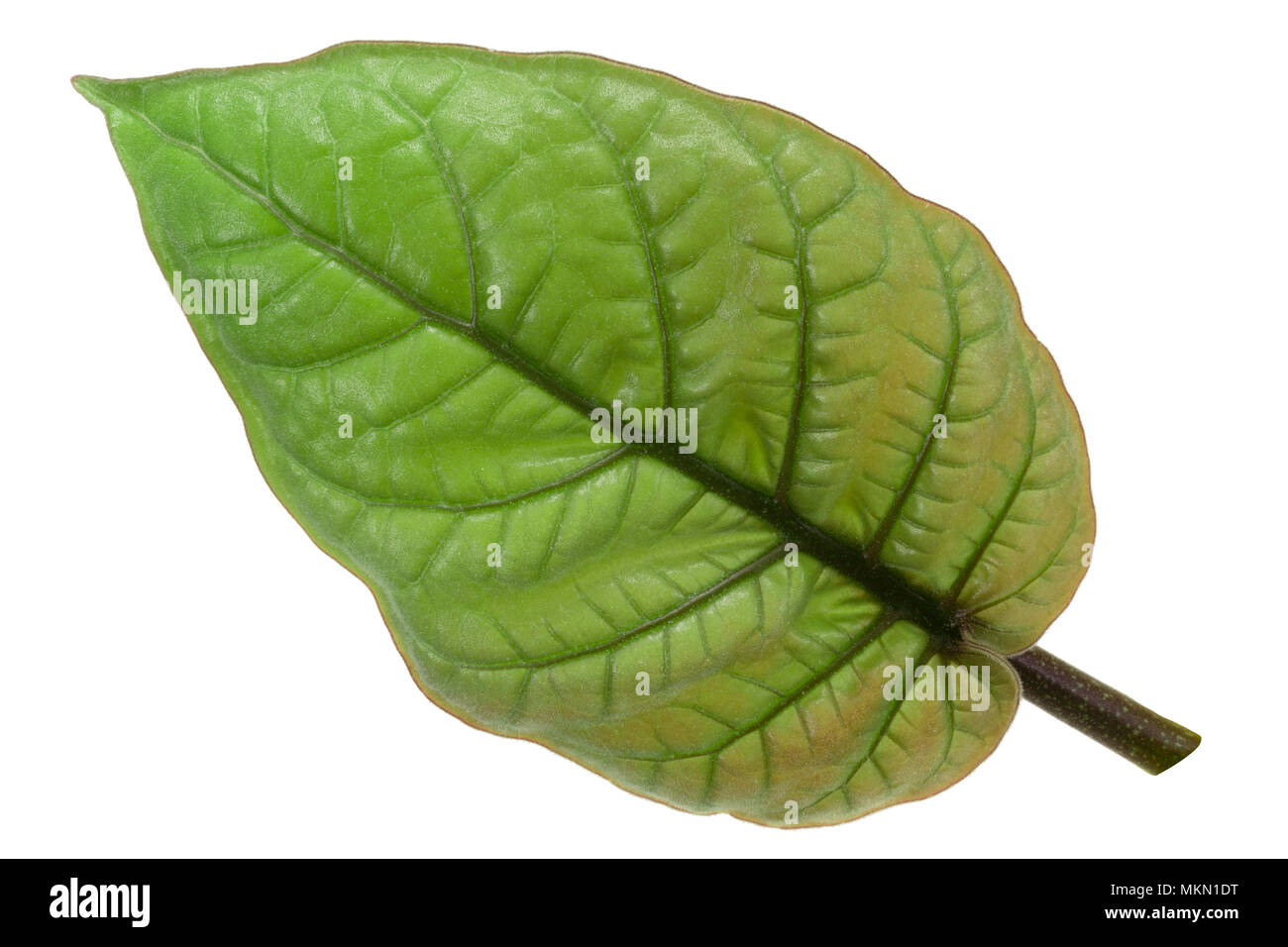 Tamarillo Junges Blatt (Solanum betaceum) Stockfoto