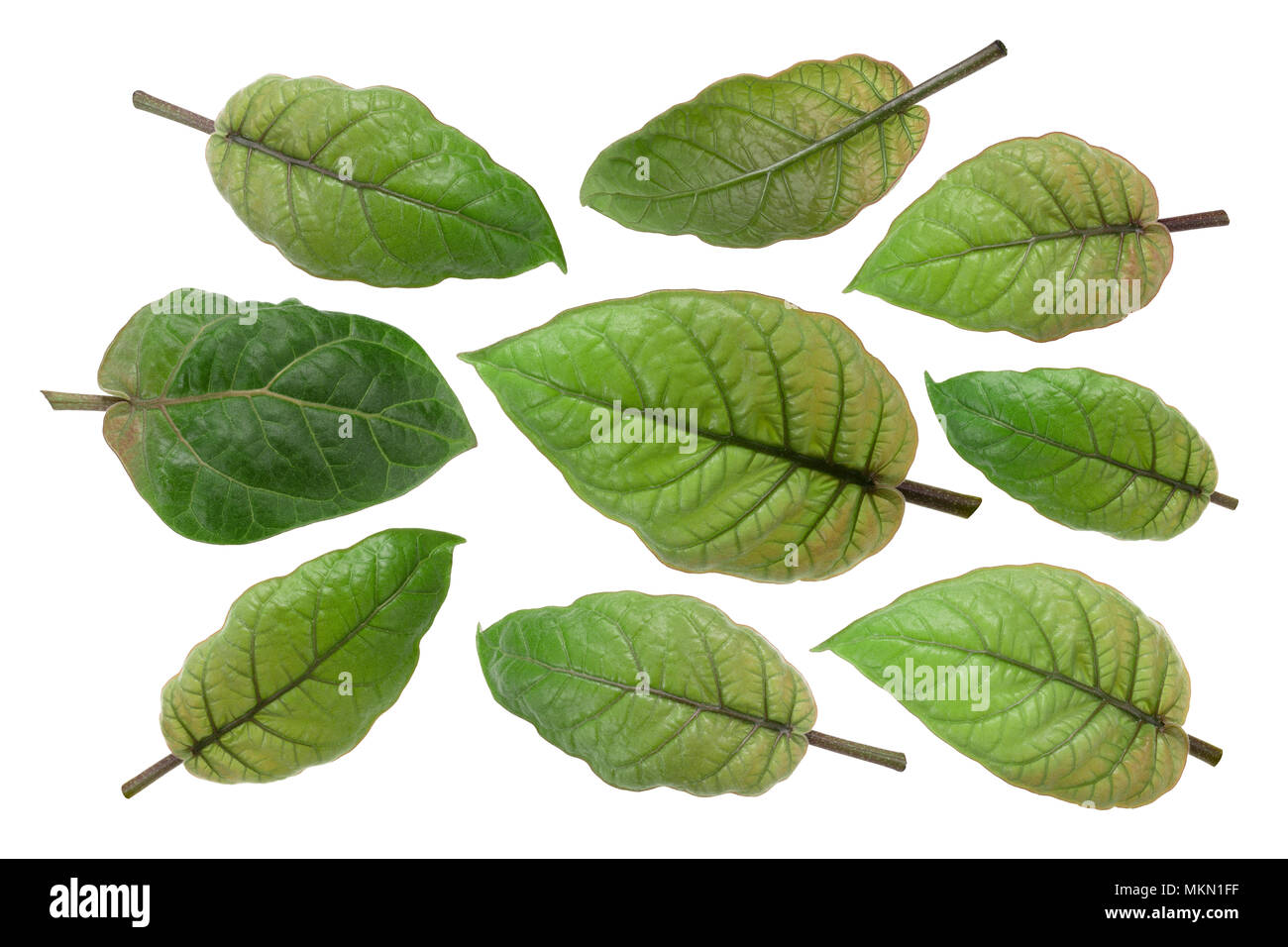 Tamarillo Blätter (Solanum betaceum), Jungen Stockfoto