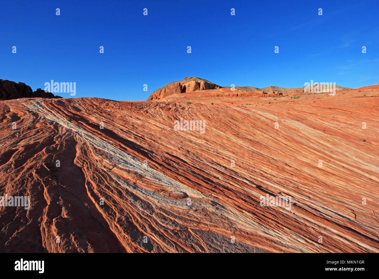 Gestreifte Felsen auf Crazy Hill in Rosa Canyon, in der Nähe von Feuer Wave bei Sonnenuntergang, Valley of Fire State Park, USA Stockfoto