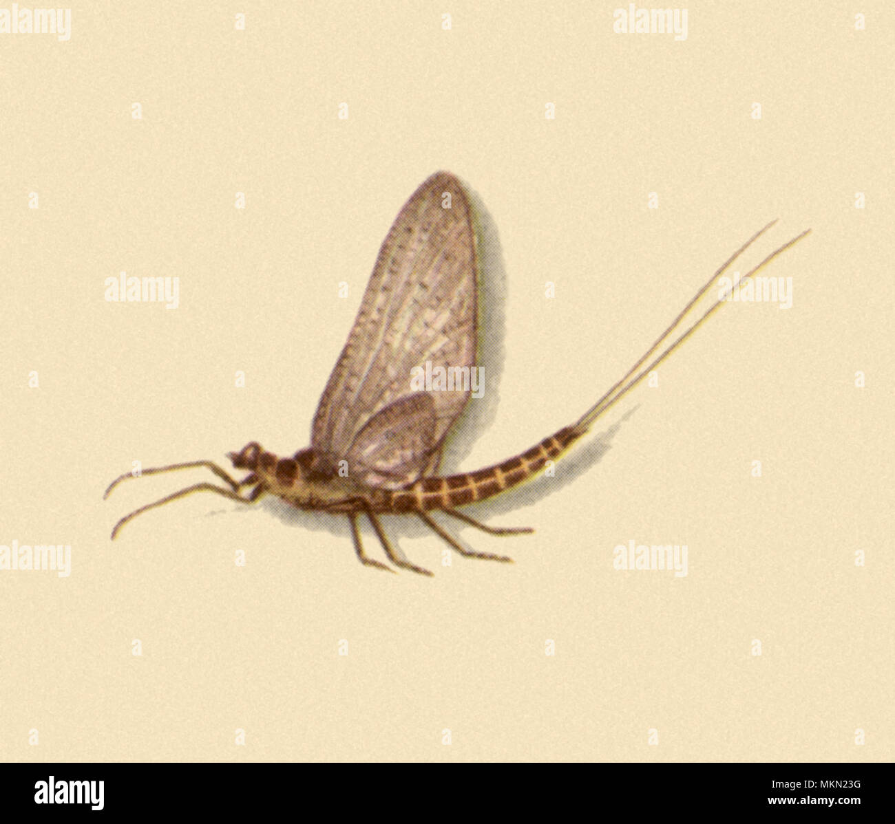 Männliche Dun Mayfly Stockfoto Männliche Dun Mayfly Stockfoto