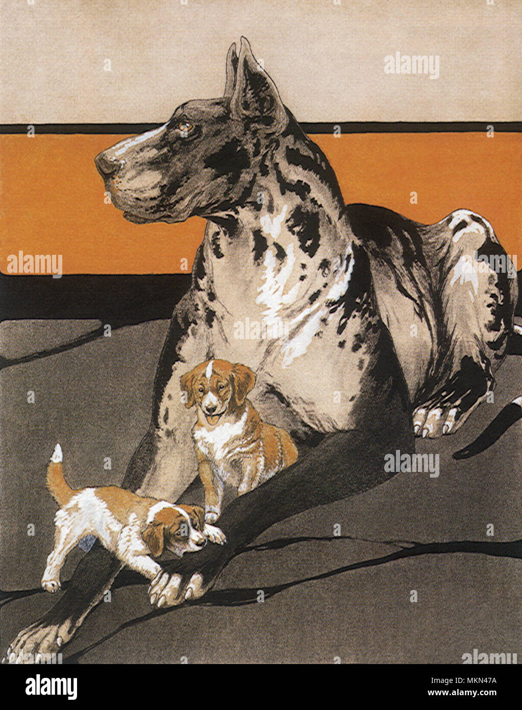 Welpen und Dogge Stockfoto