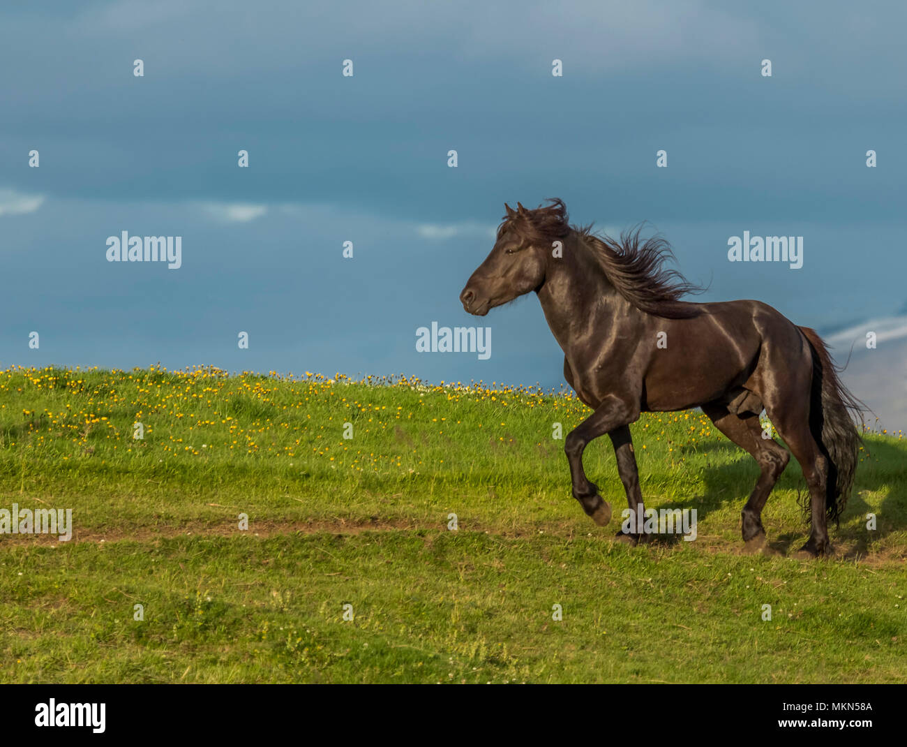 Isländische Pferd, Island Stockfoto