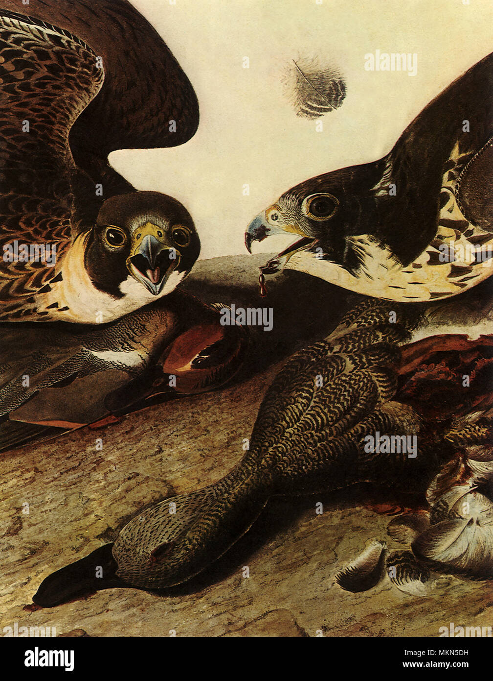 Fütterung Greifvögel Stockfoto