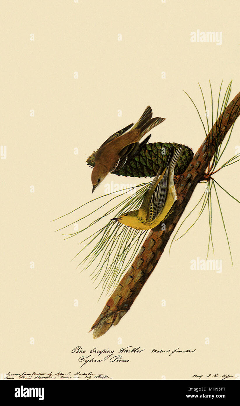 Pine Warbler Stockfoto