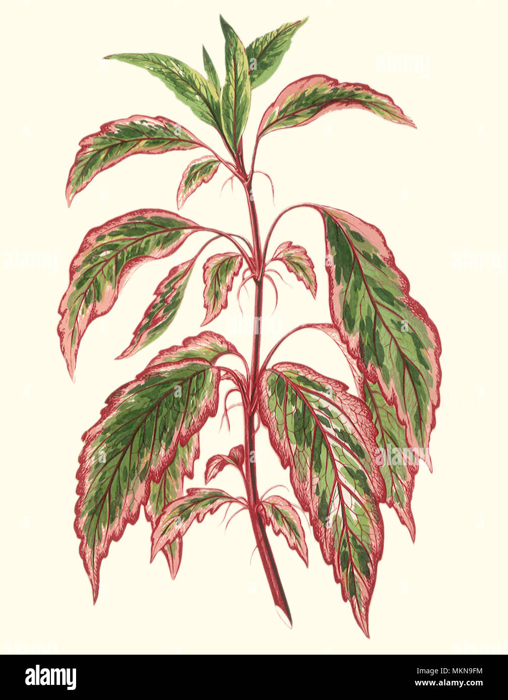 Hibiscus Cooperii Stockfoto