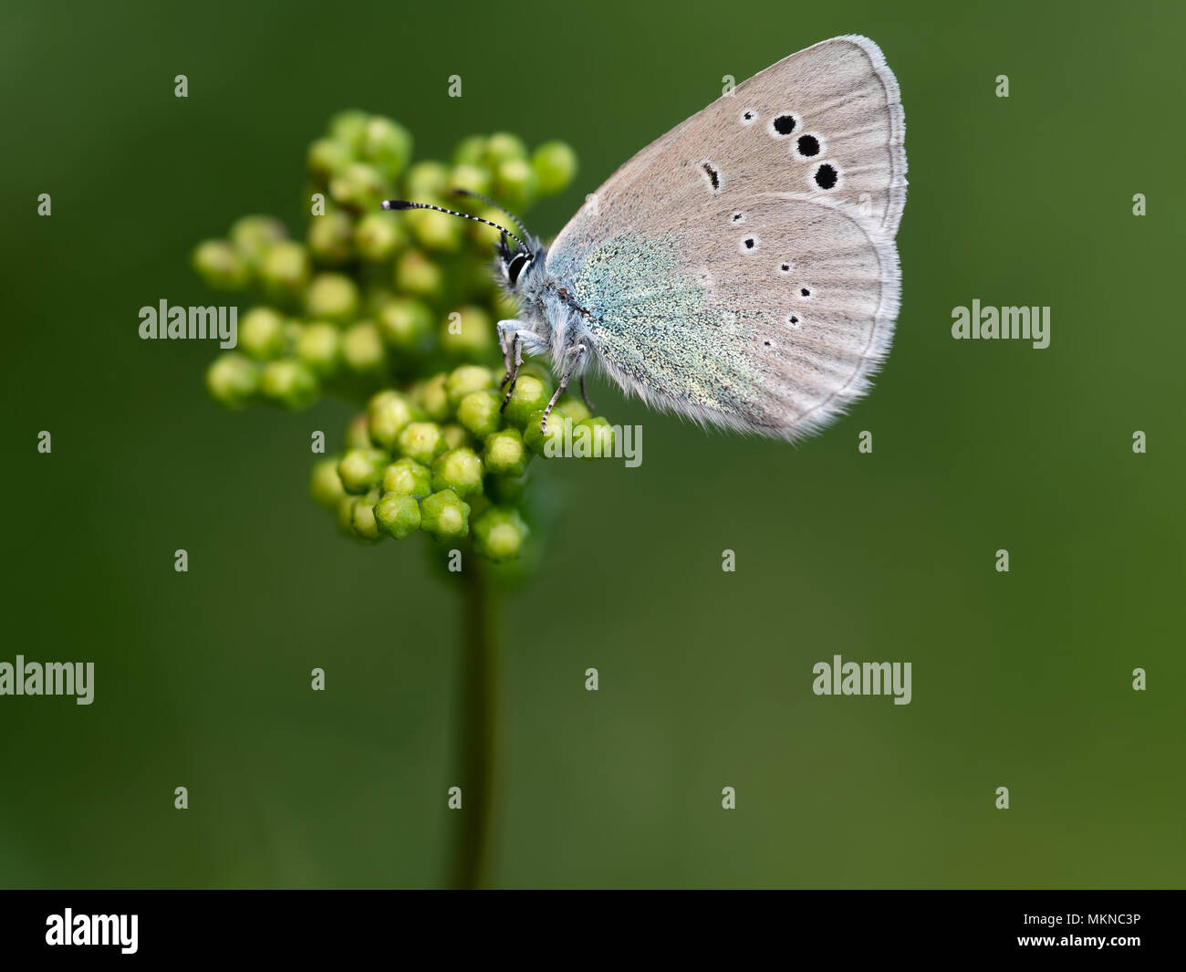 Grün - Unterseite Blau Schmetterling. Glaucopsyche alexis. Stockfoto