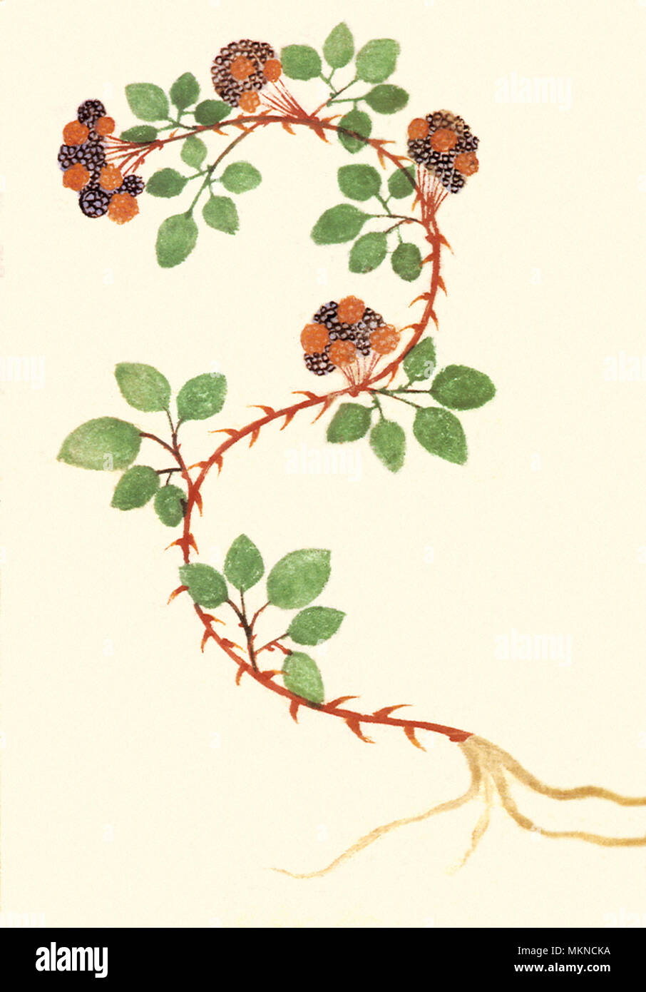 Brombeere, Rubus fruticosus Stockfoto