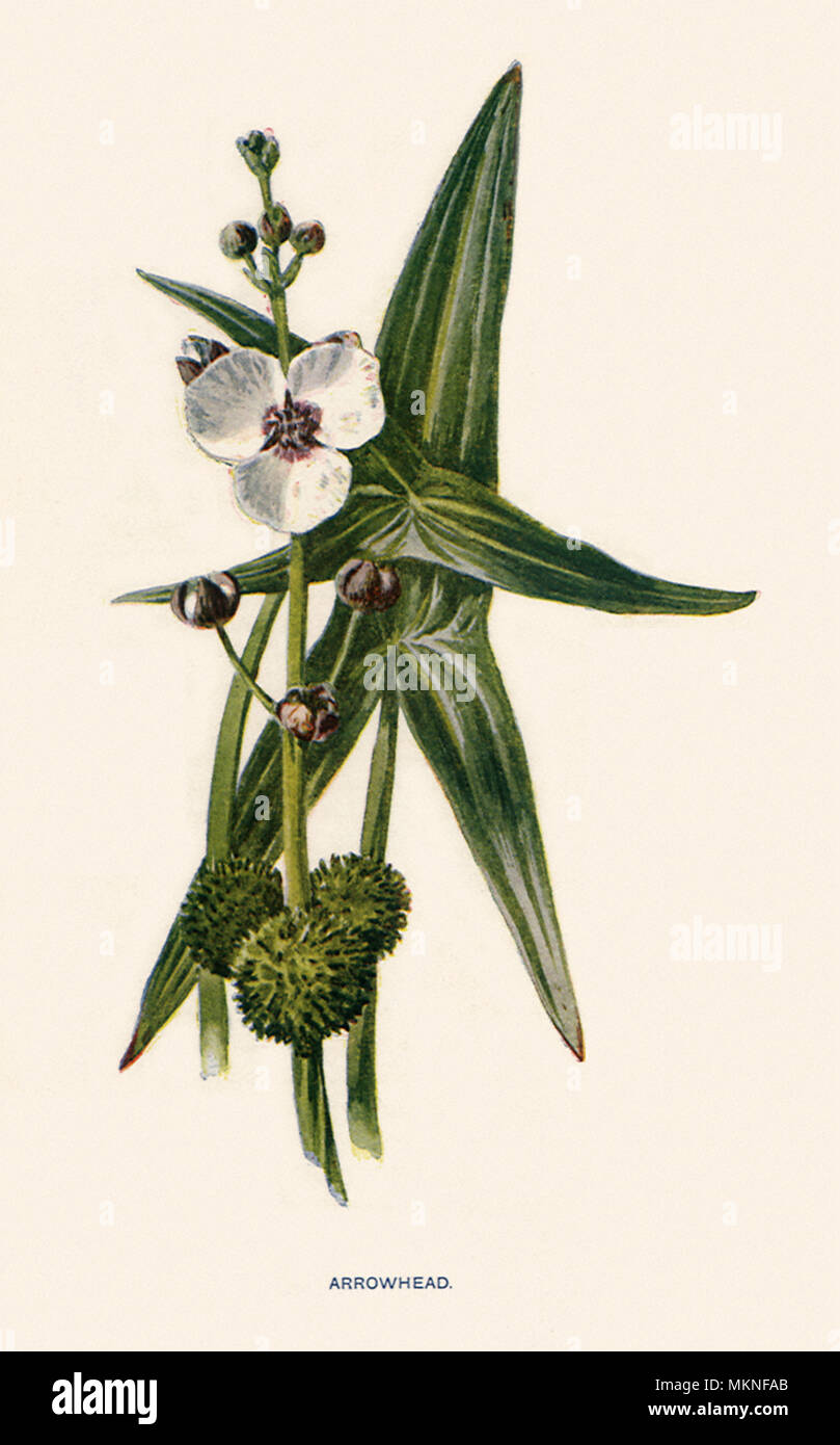 Pfeilspitze, Sagittaria sagittifloia Stockfoto