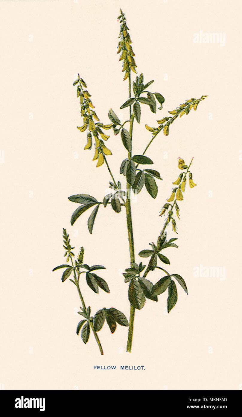 Gelbe Honigklee, Melilotus officinalis Stockfoto