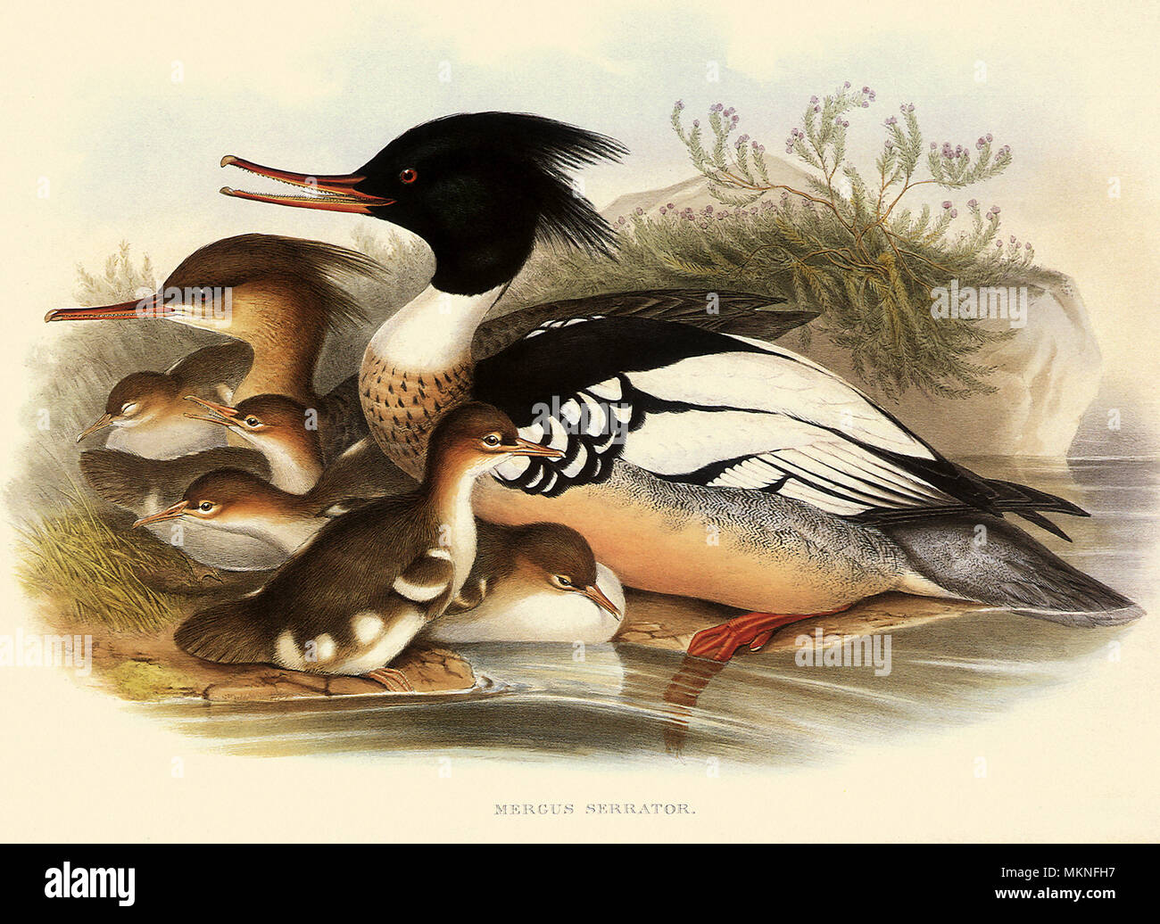 Red-breasted Merganser, Mergus serrator Stockfoto