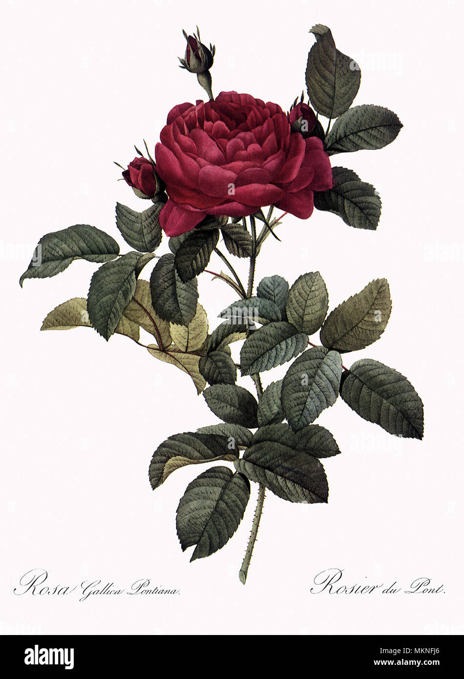 André Du Pont's Rose, Rosa Gallica Pontiana Stockfoto