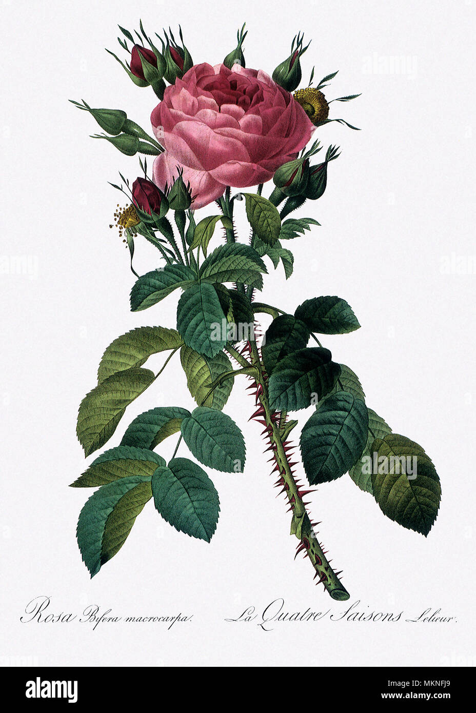 Lelieur des Four-Season Rose, Rosa Bifera Macrocarpa Stockfoto