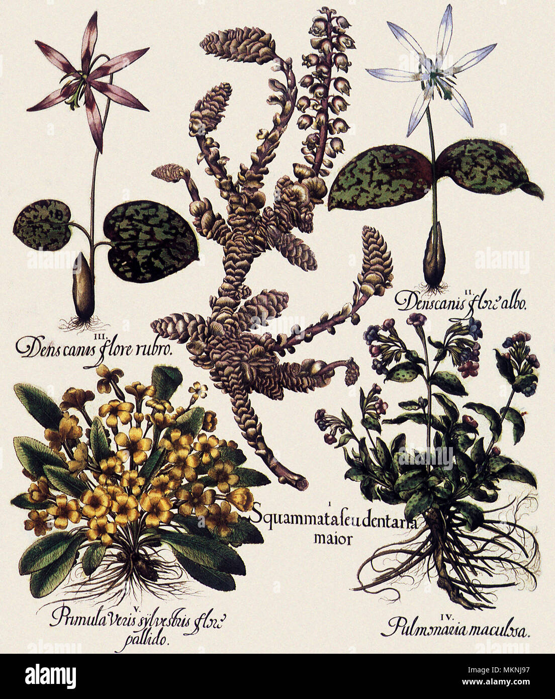 Verschiedene Blumen Stockfoto
