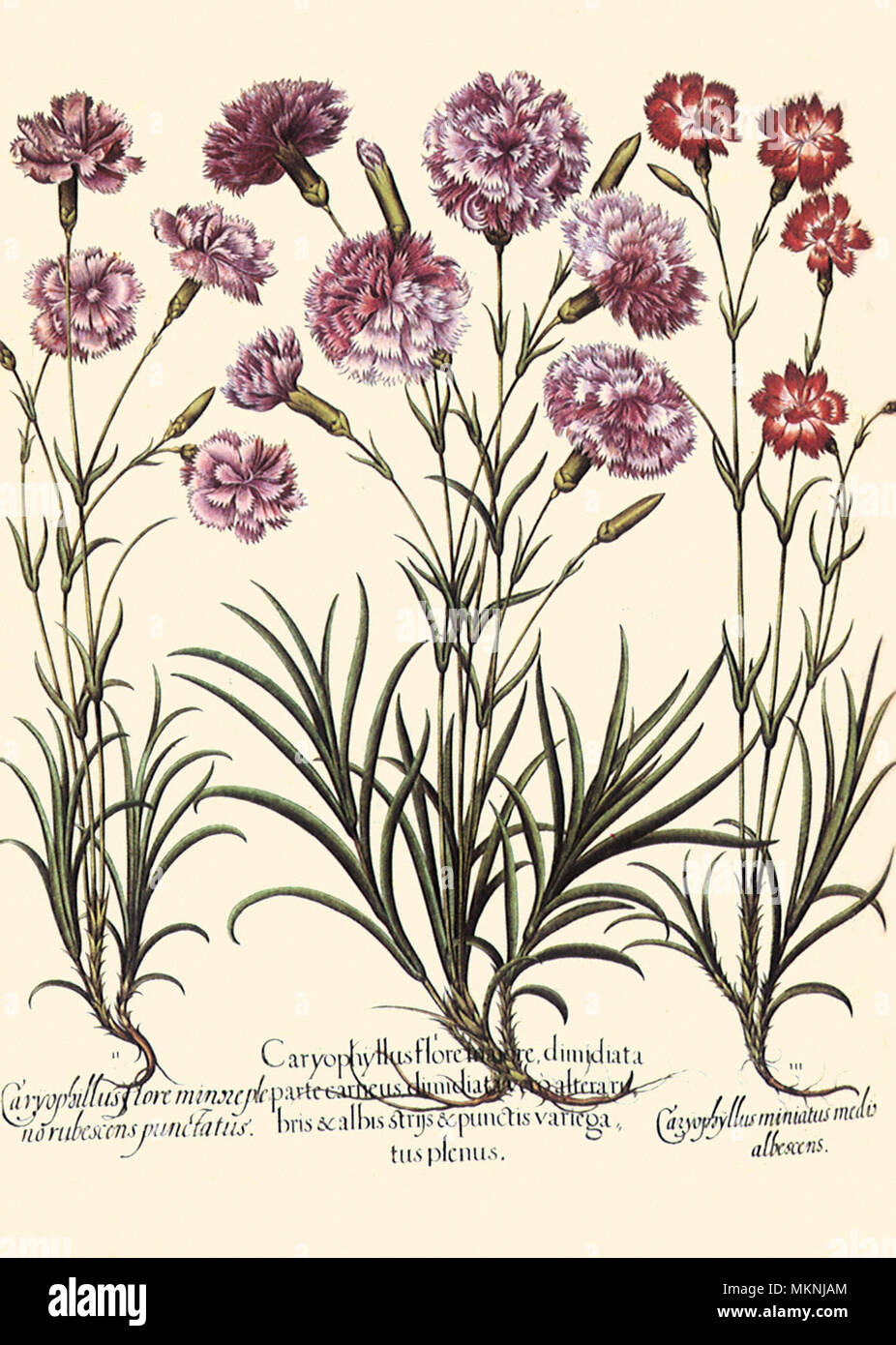 Dianthus caryophyllus, Dianthus Canescens Stockfoto