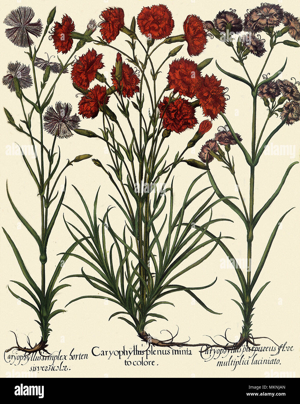 Dianthus plumarius Stockfoto