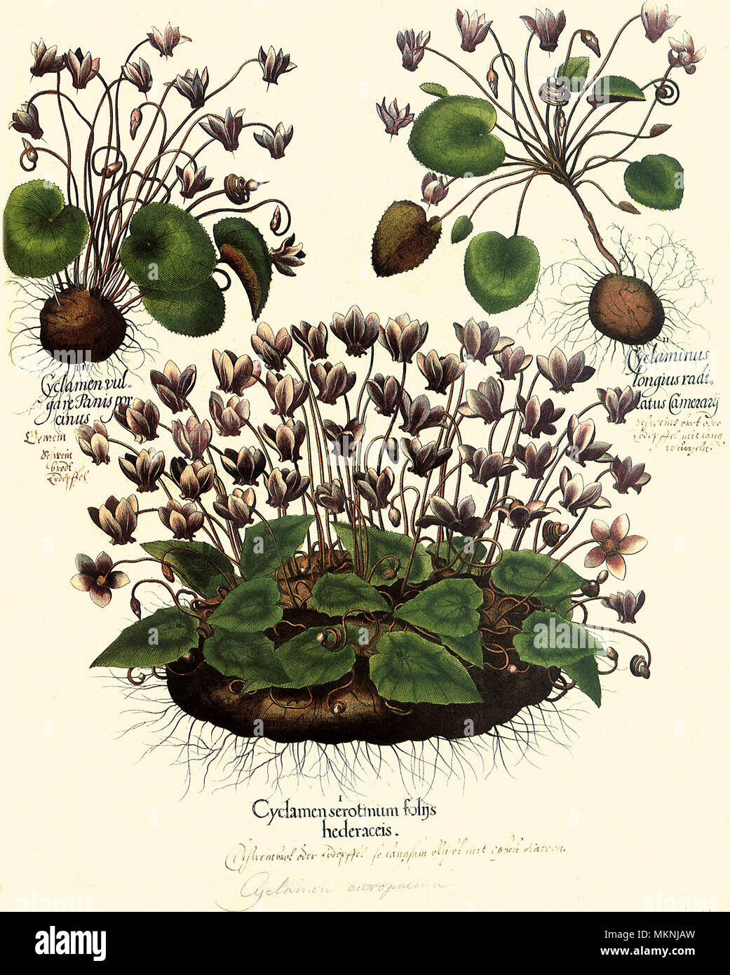 Alpenveilchen, Cyclamen purpurascens hederaefolium Stockfoto