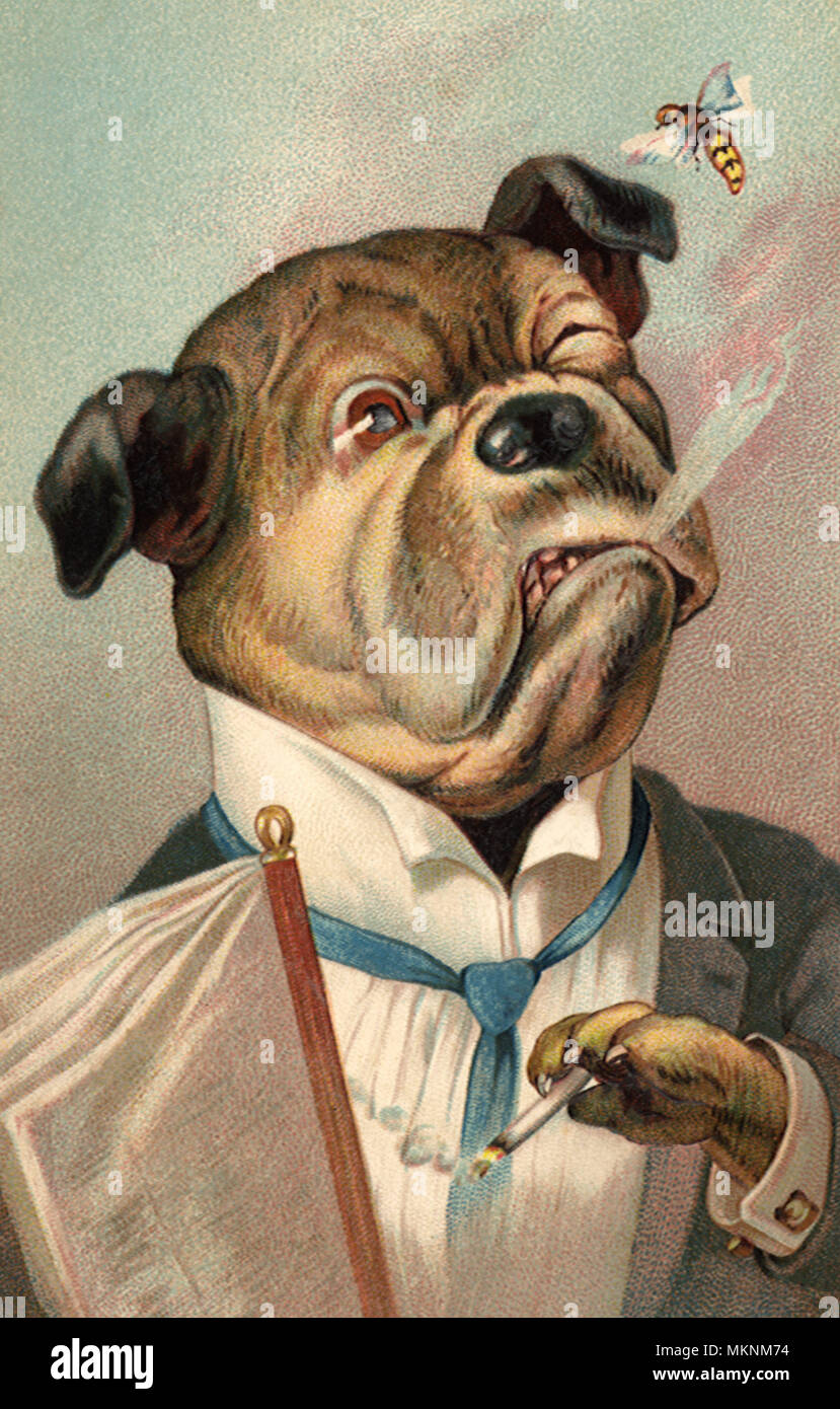 Bulldogge in Anzug, Biene Stockfoto