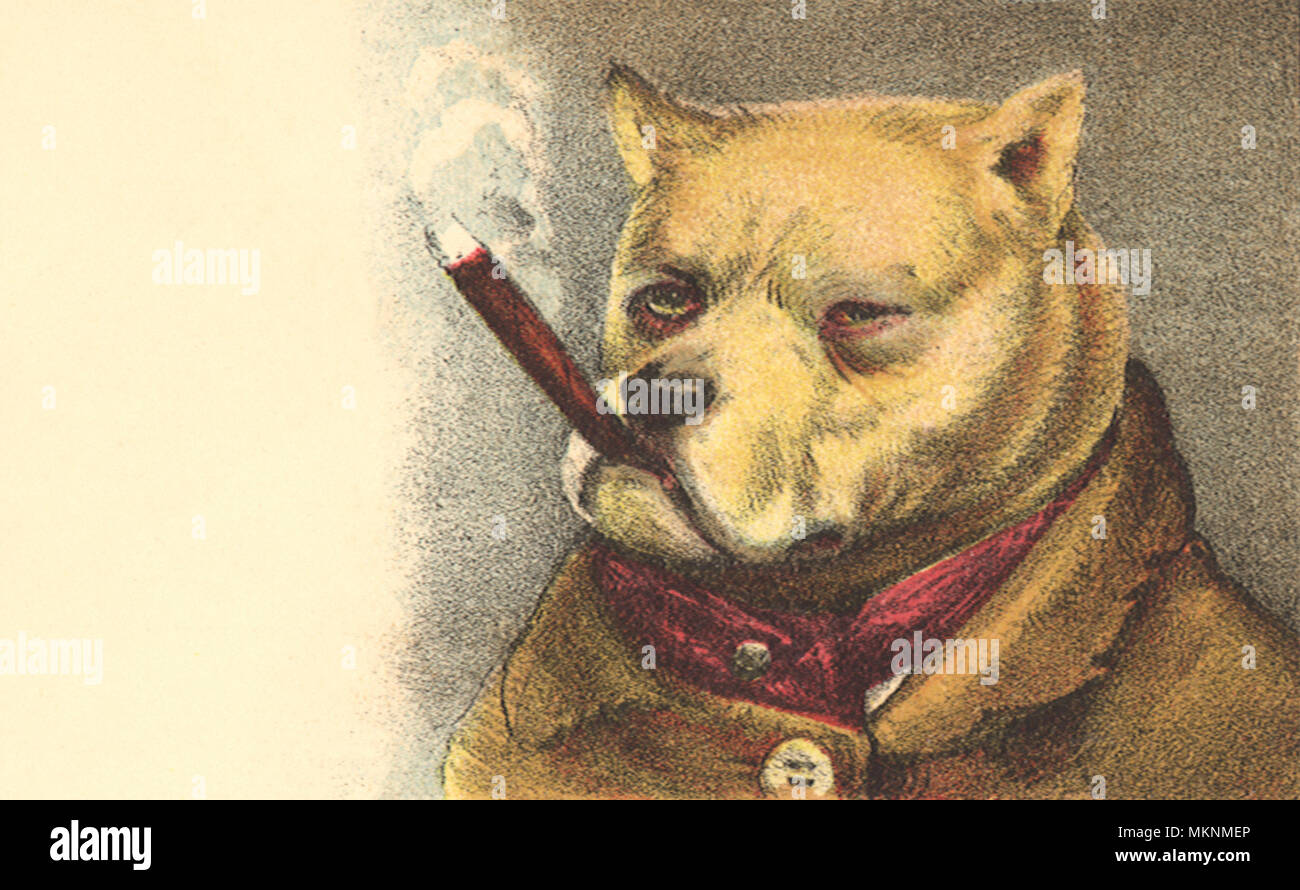Hund Rauchen Zigarre Stockfoto