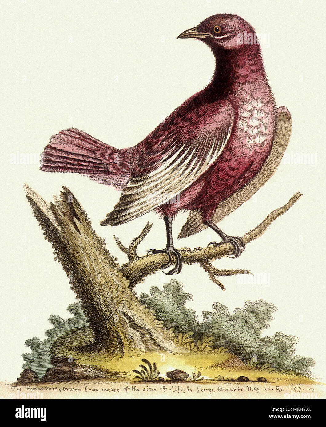 Klassischer pompadour Fotos und Bildmaterial in hoher Auflösung Alamy