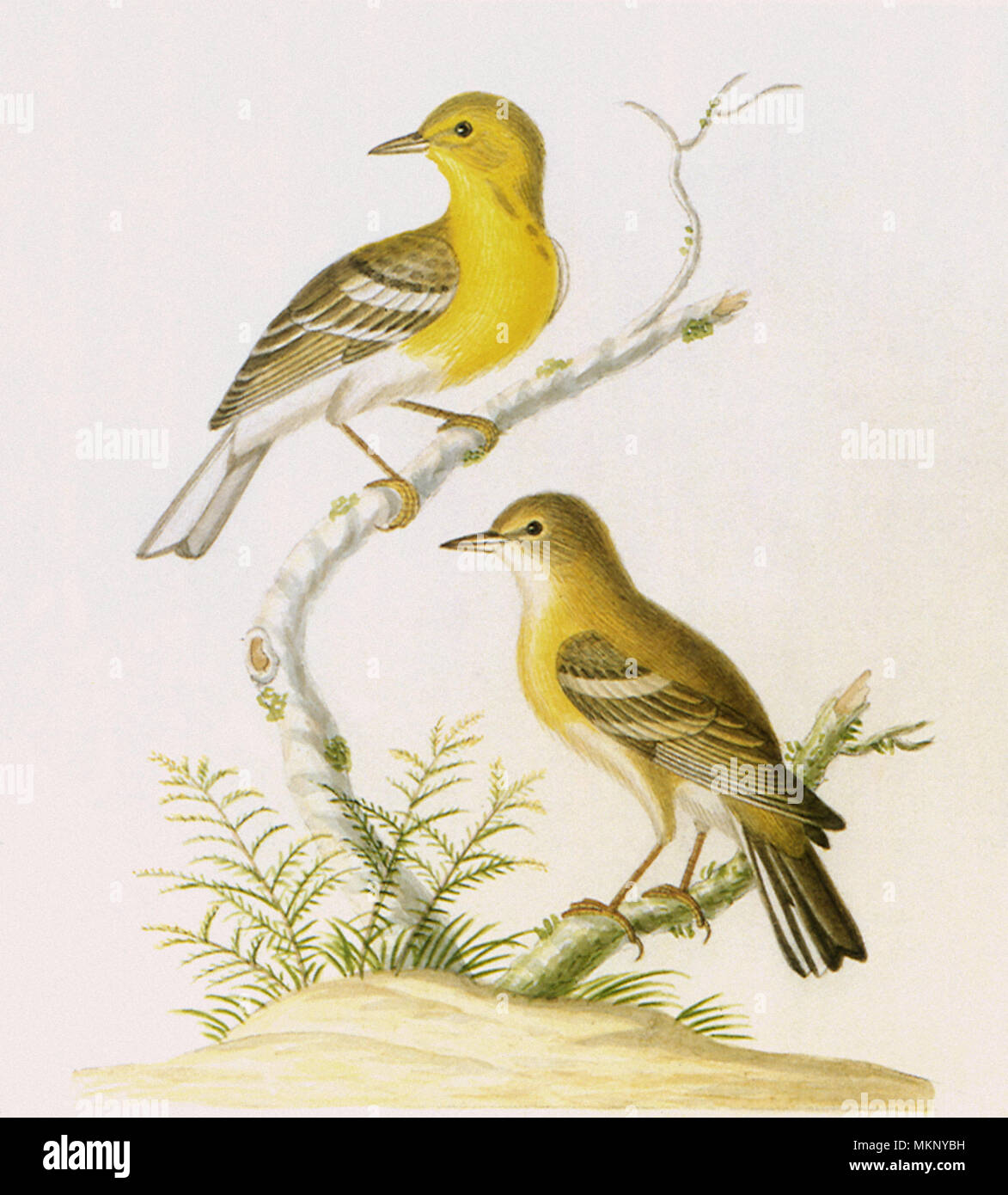 Pine Warbler, Dendroica pinus Stockfoto