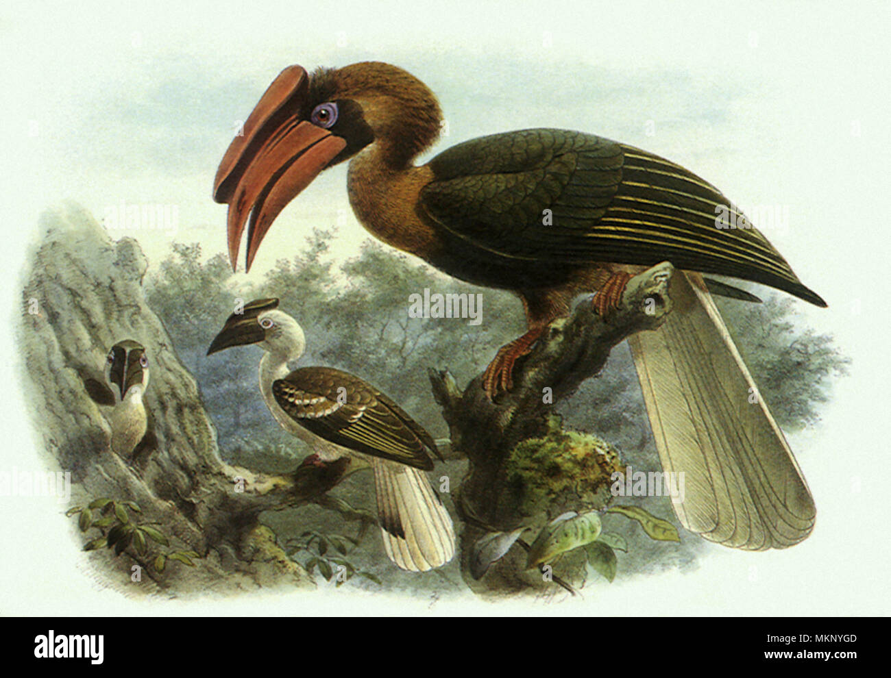 Rufous Nashornvögel, Buceros hydrocorax Stockfoto