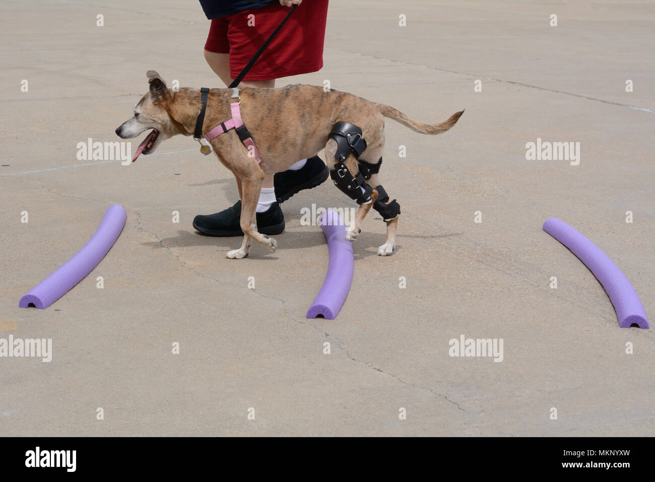 Boxer Mischling Hund rehabilitation Übungen ihr zu helfen, zu lernen, zu nutzen, um neue orthotic Knie Knie Bandage zu gehen richtig Stockfoto